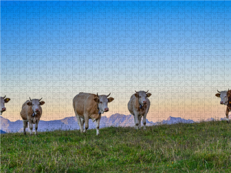 Simmentaler Kühe im Abendrot