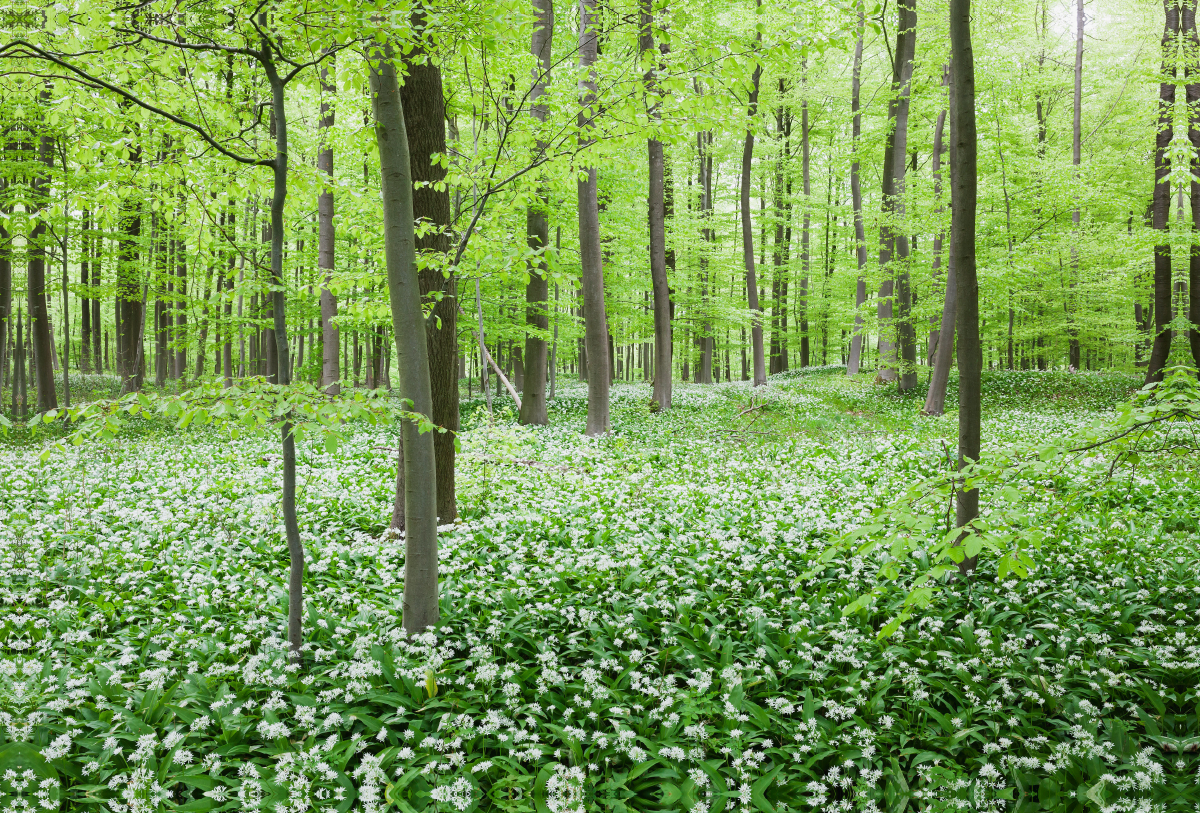 Eifel - Traumhafter Bärlauchwald