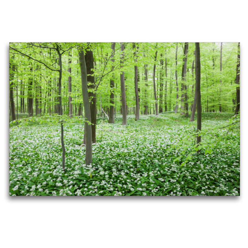 Eifel - Traumhafter Bärlauchwald