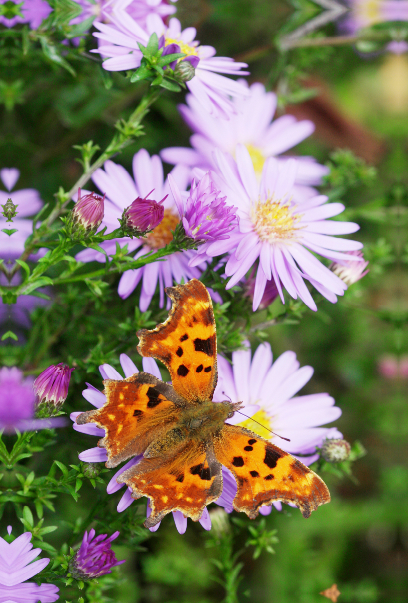 C-Falter auf Glattblatt-Aster