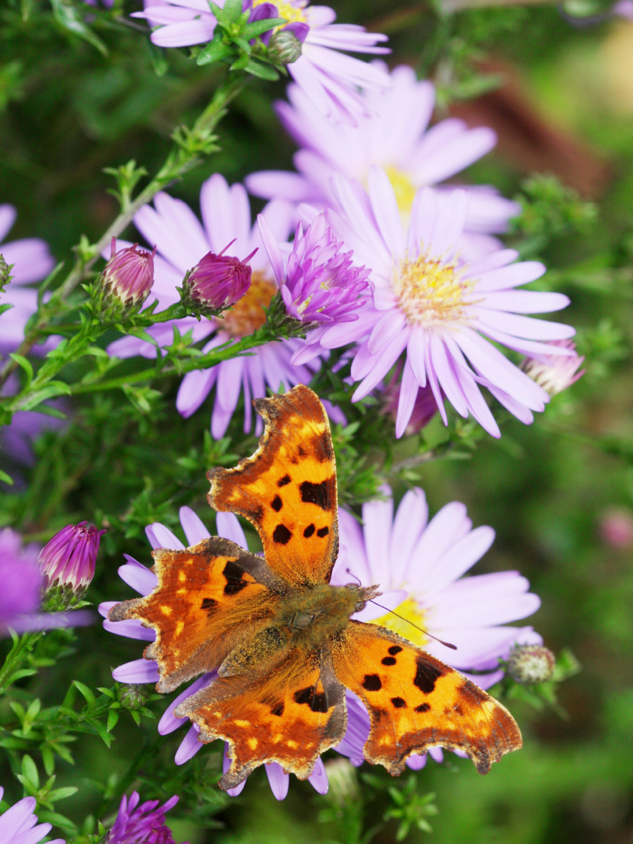 C-Falter auf Glattblatt-Aster