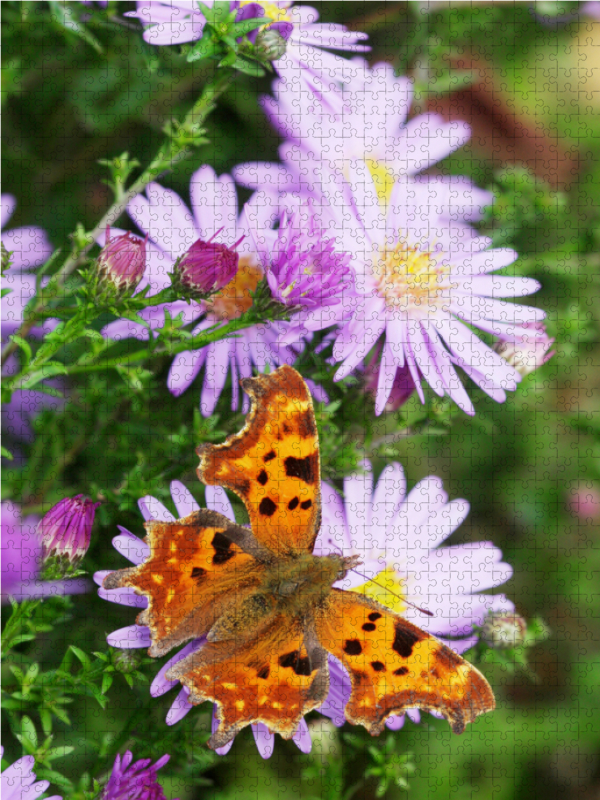 C-Falter auf Glattblatt-Aster