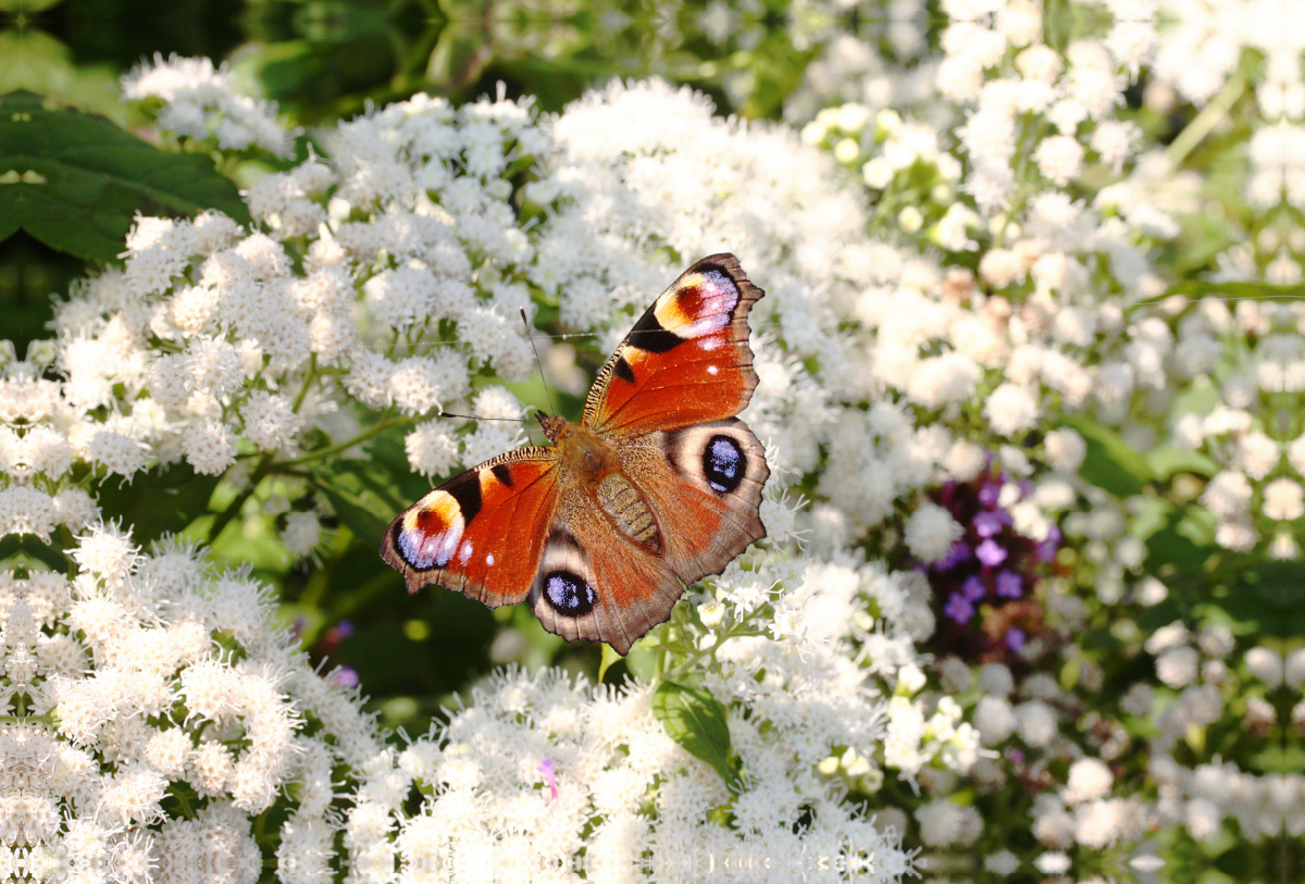 Tagpfauenauge auf weißen Blüten