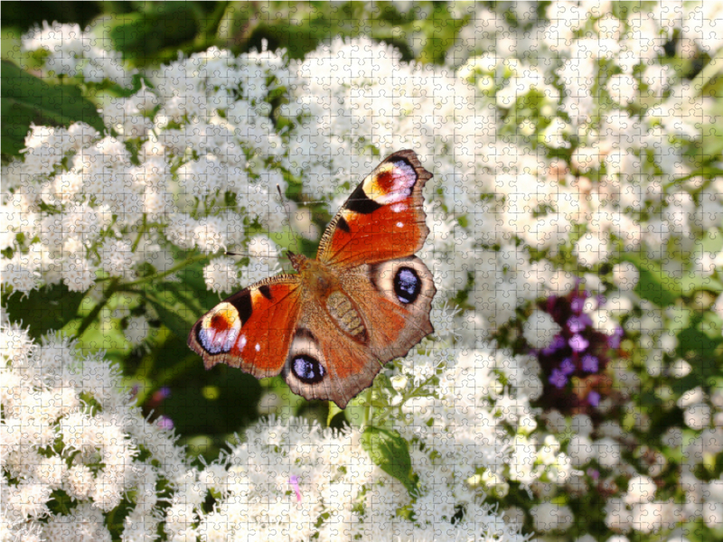 Tagpfauenauge auf weißen Blüten