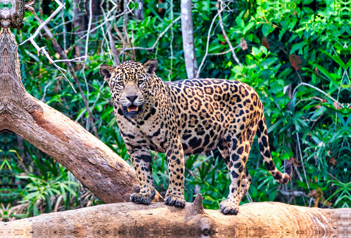 Ein Motiv aus dem Kalender Pantanal: Faszinierende Tiere hautnah