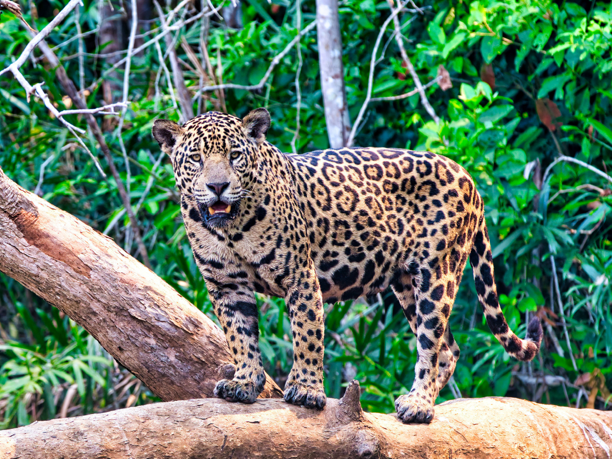 Ein Motiv aus dem Kalender Pantanal: Faszinierende Tiere hautnah