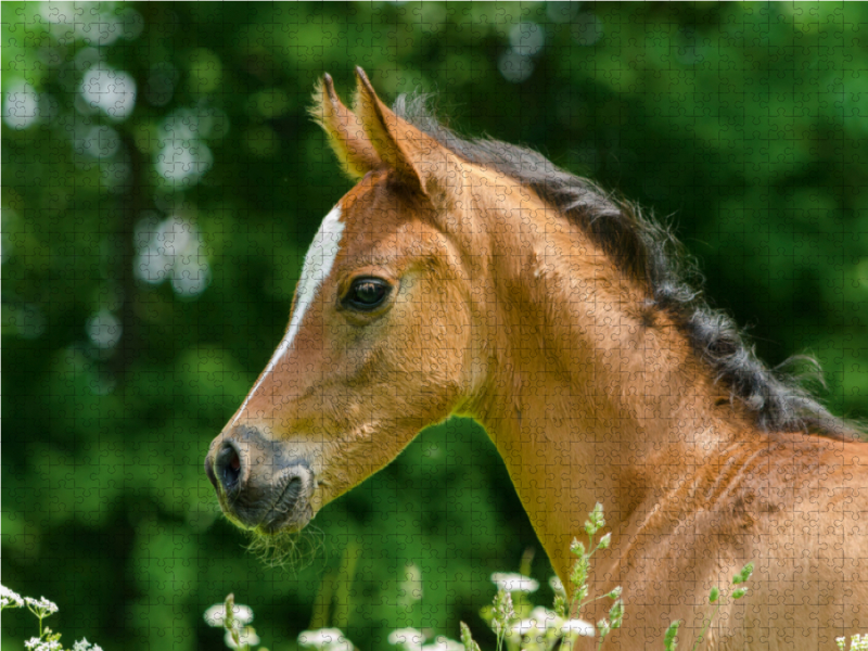 Arabisches Vollblut - stolze kleine Stute