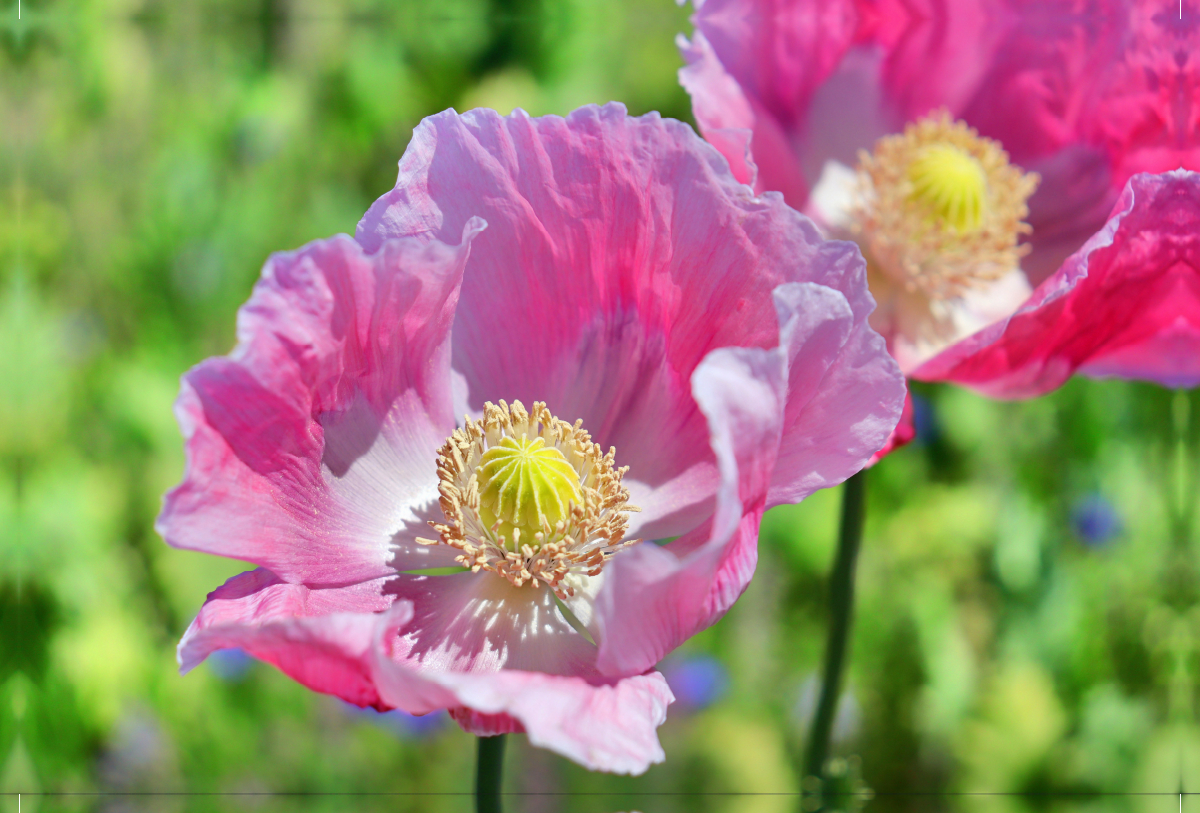 Mohn-Portrait