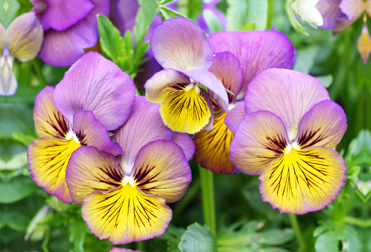 Hornveilchen Viola Sorbet 'Morpho'