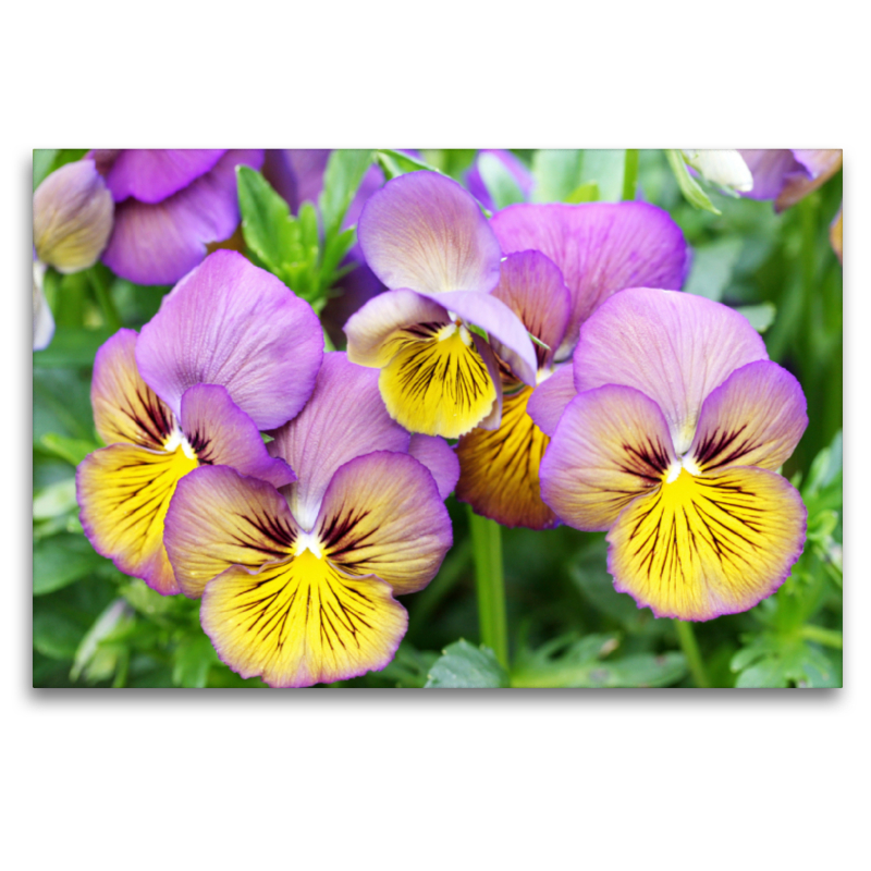 Hornveilchen Viola Sorbet 'Morpho'