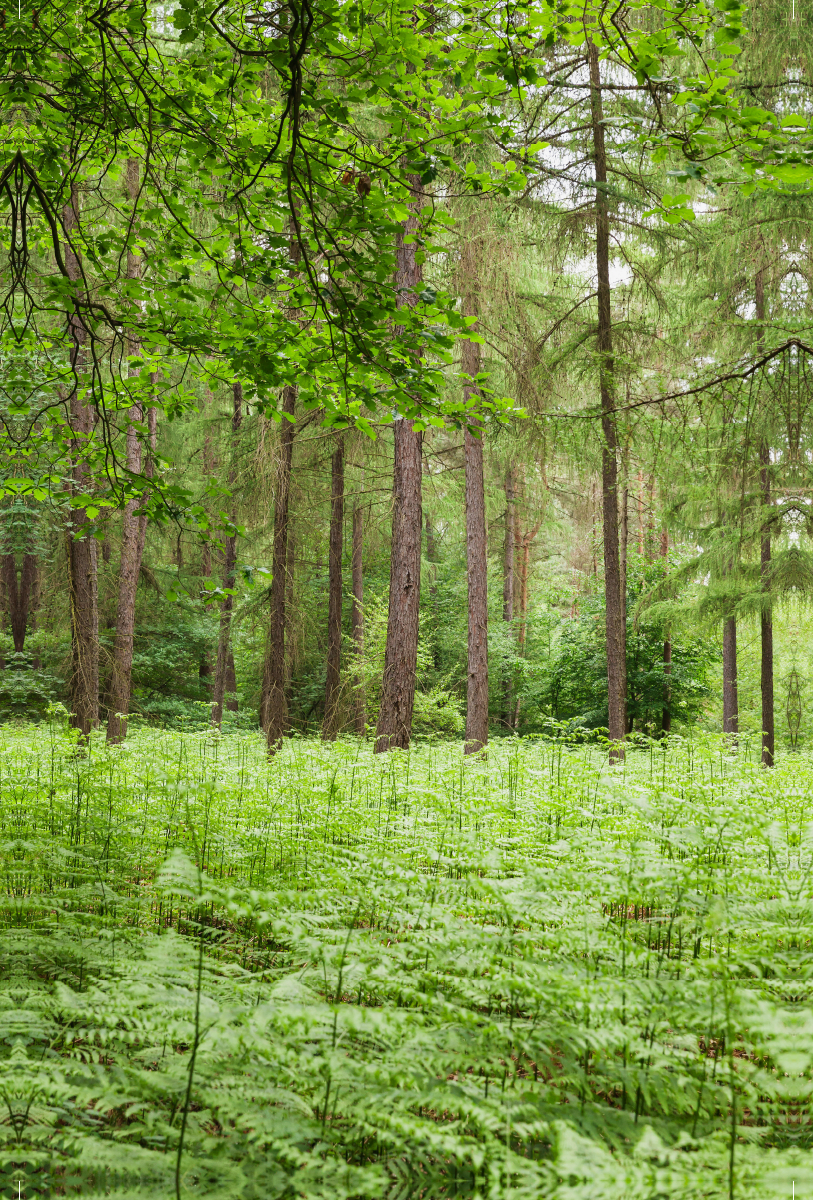 Eifel - Grüne Energie zum Waldbaden.