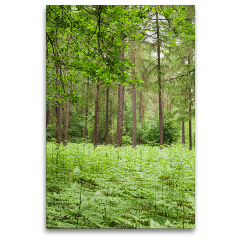 Eifel - Grüne Energie zum Waldbaden.