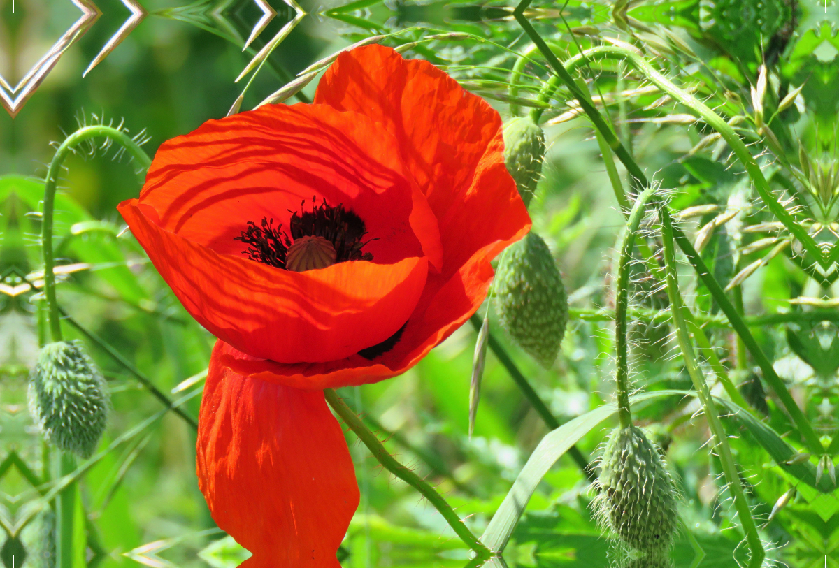 Roter Mohn