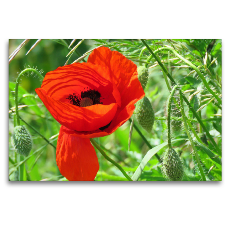 Roter Mohn