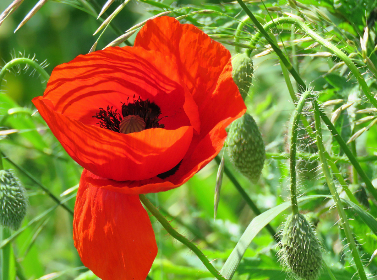 Roter Mohn