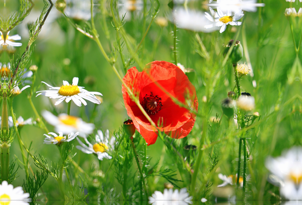 Roter Mohn und Margeriten