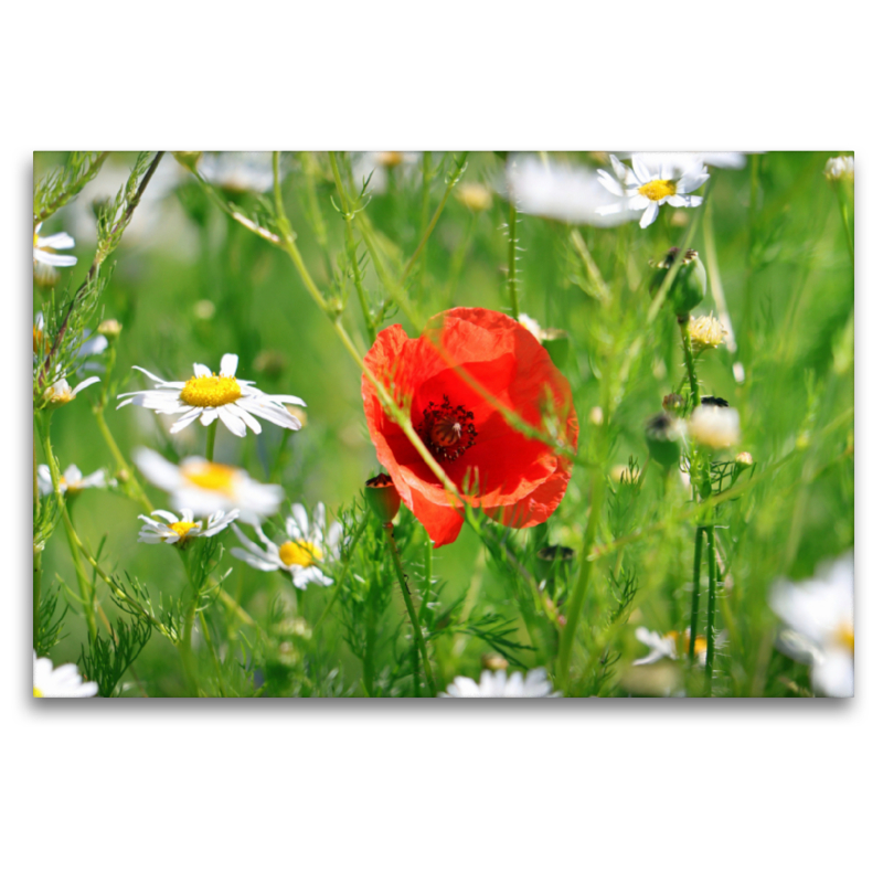 Roter Mohn und Margeriten