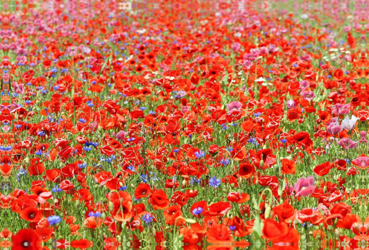 Rotes Blütenmeer