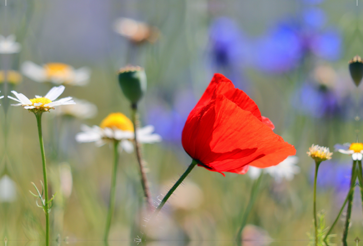 Roter Farbklecks in der Wiese