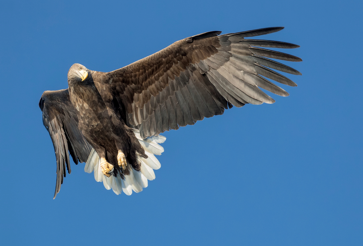 Seeadler