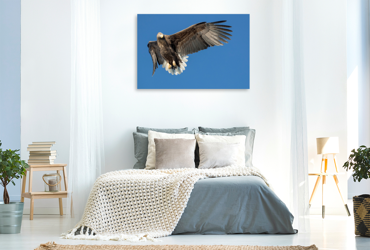 Seeadler