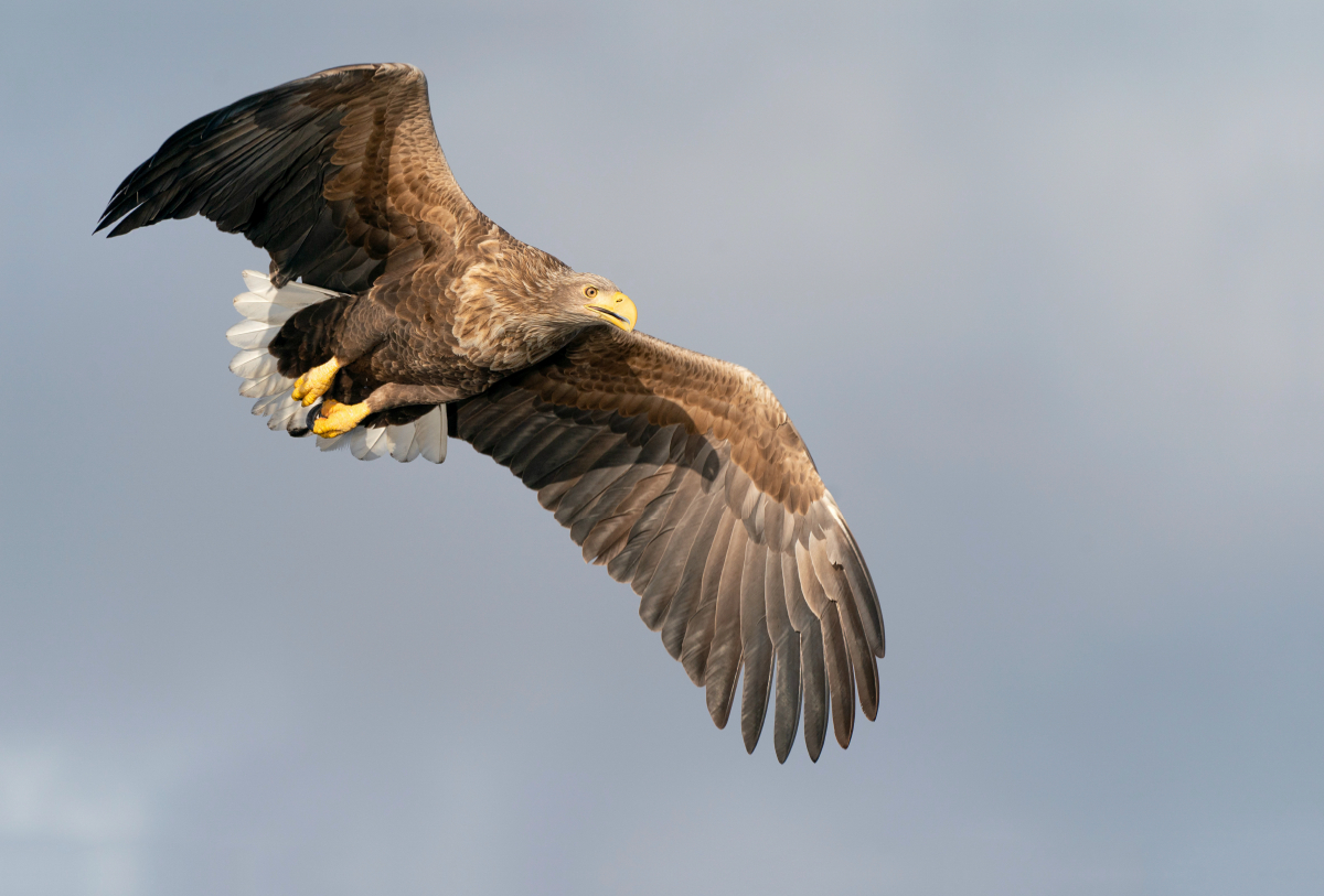 Seeadler