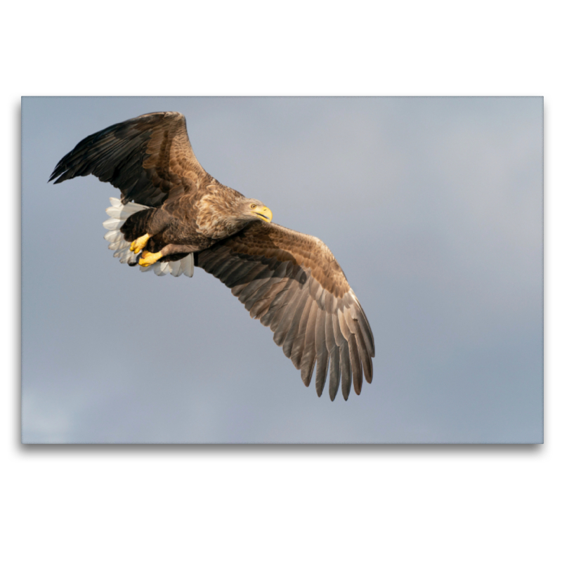 Seeadler