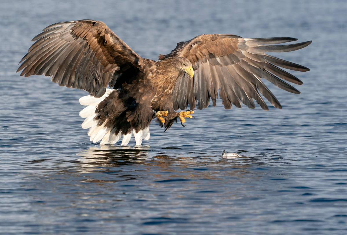 Seeadler