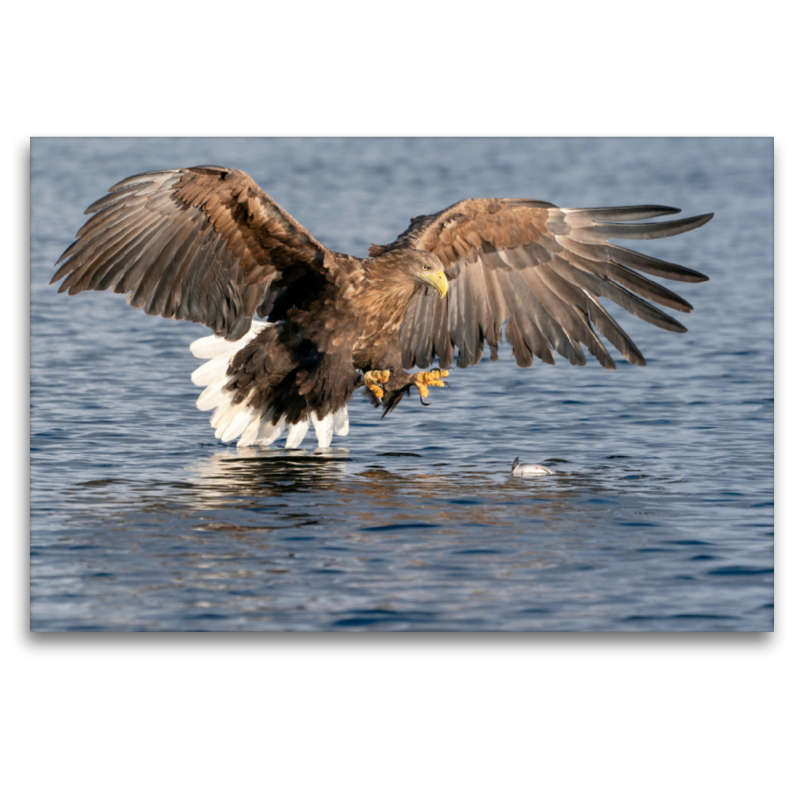 Seeadler