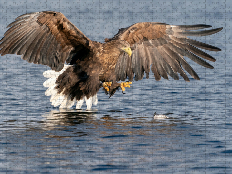 Seeadler