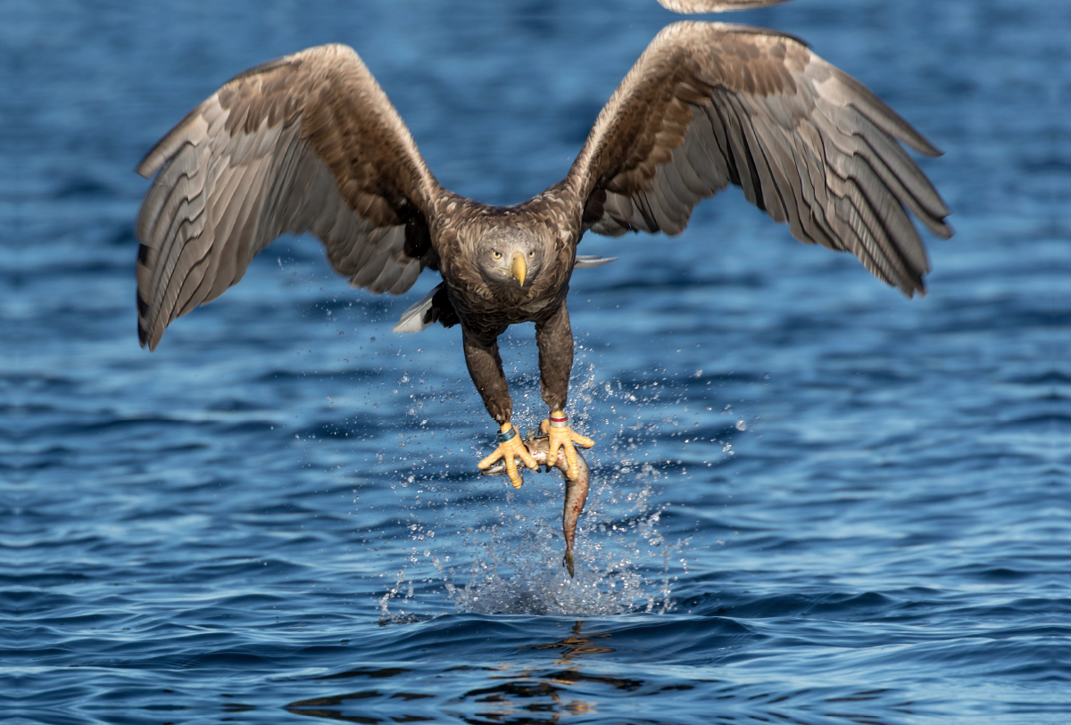 Seeadler