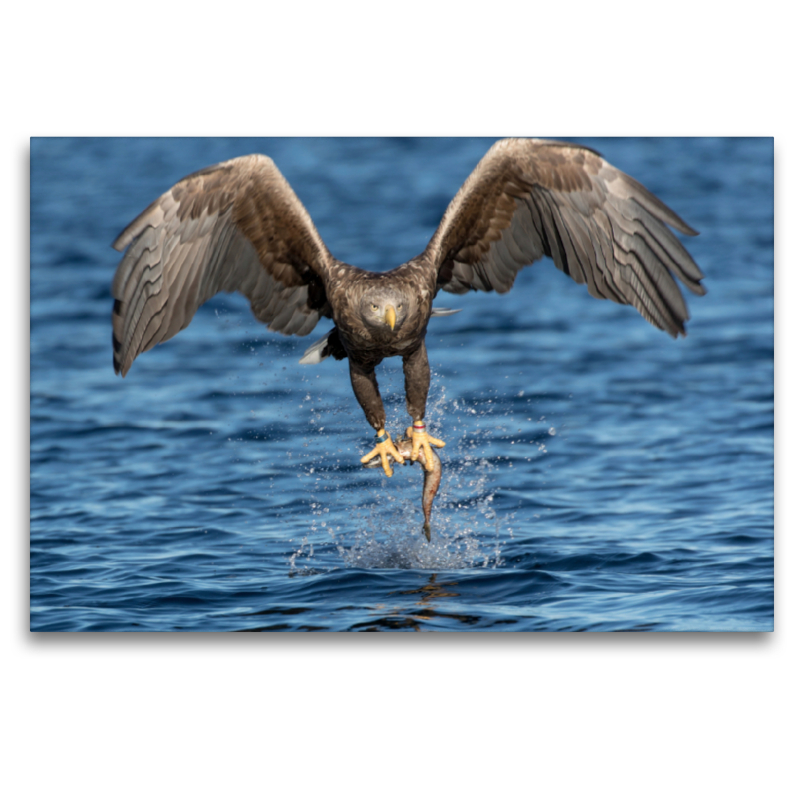 Seeadler