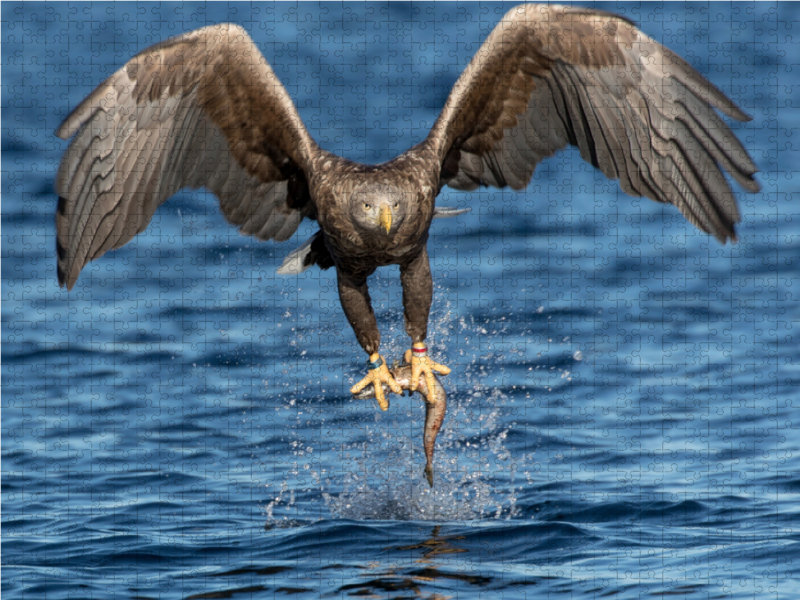 Seeadler