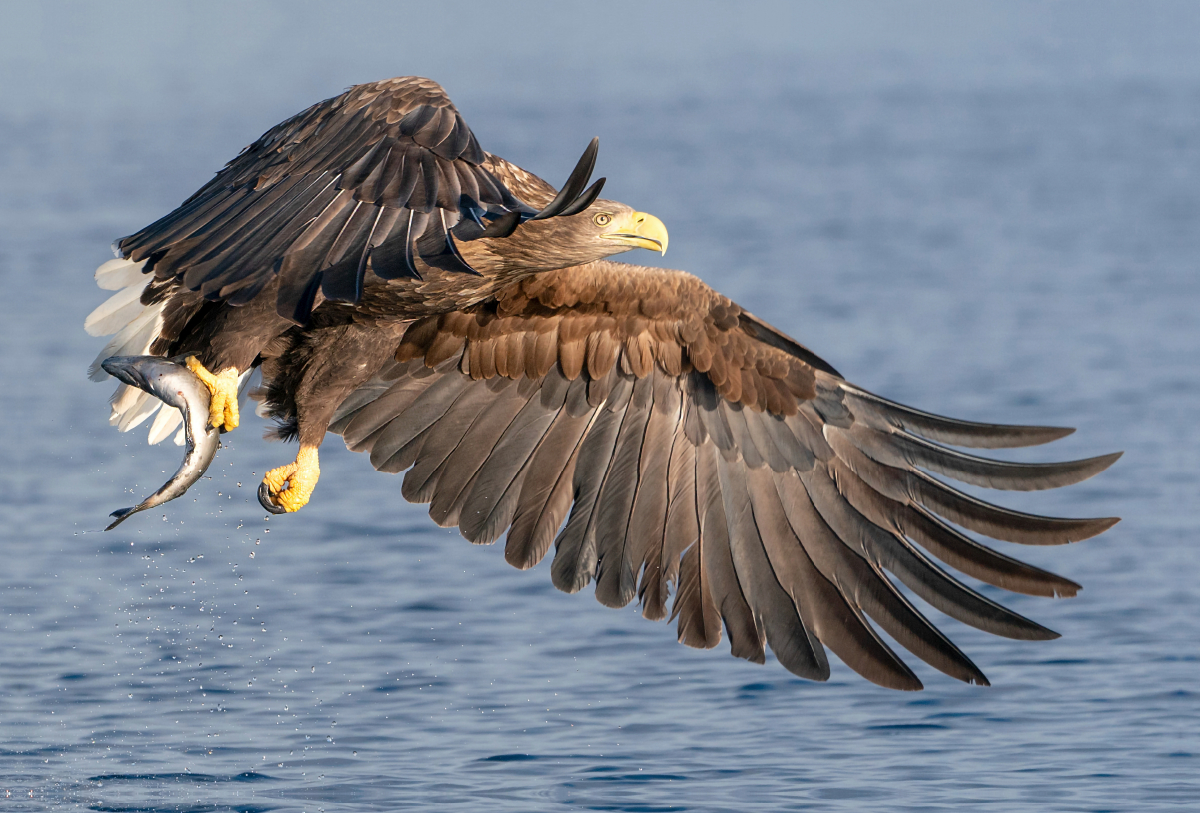 Seeadler