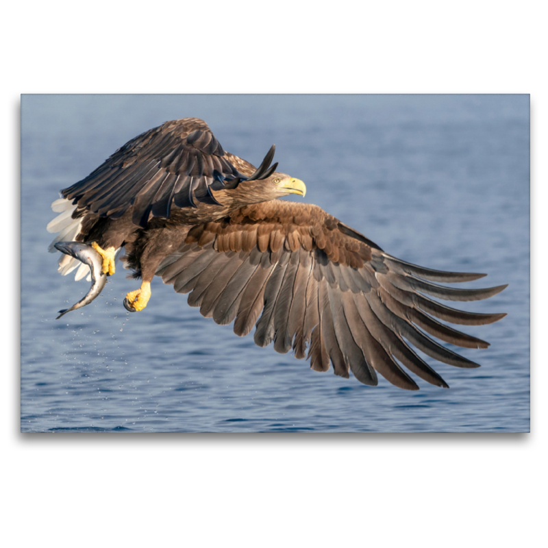 Seeadler