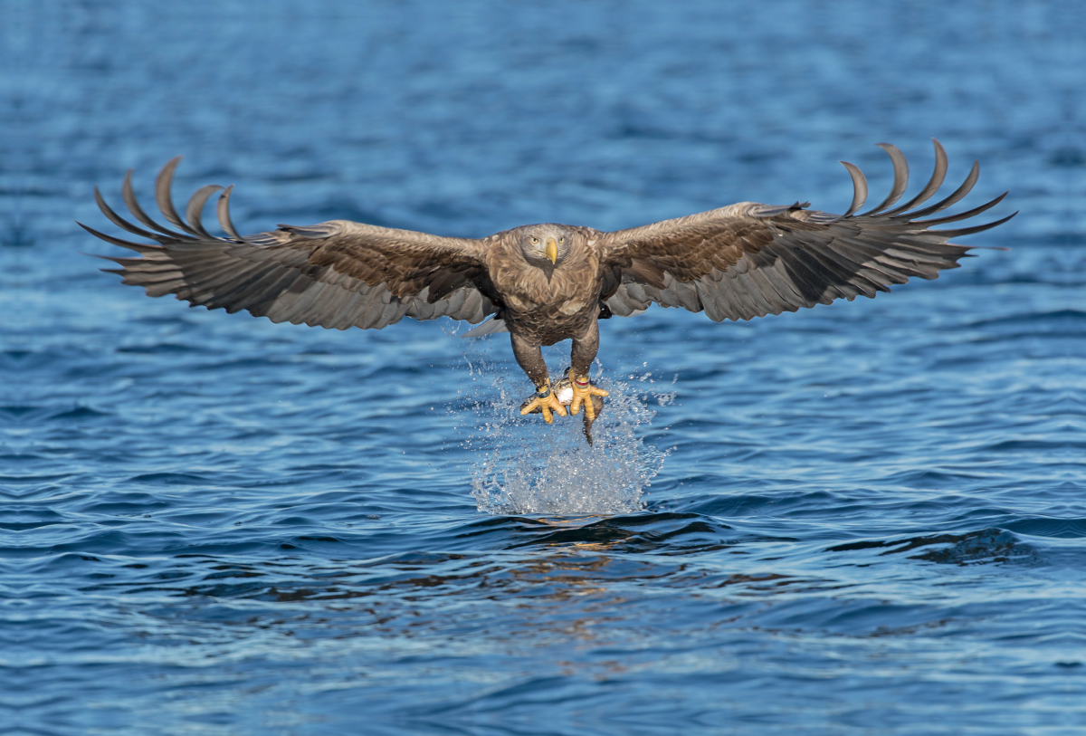 Seeadler