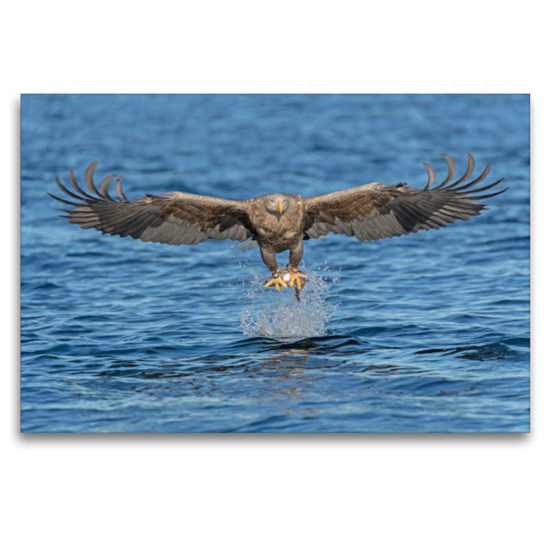 Seeadler