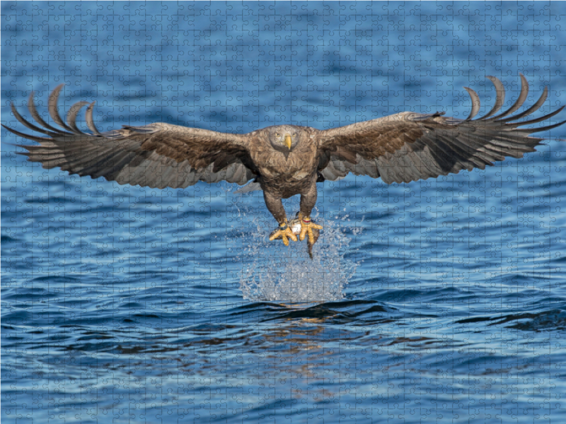 Seeadler