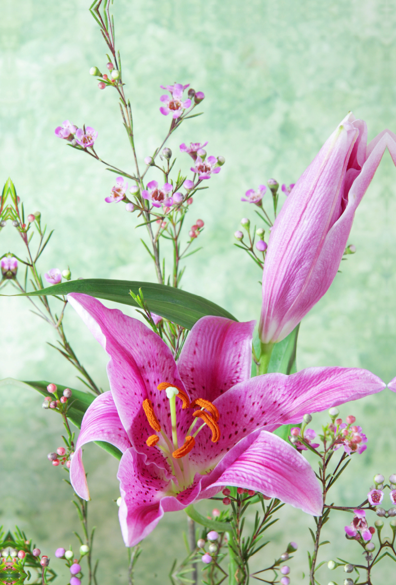 Lilienblüten und Wachsblumen