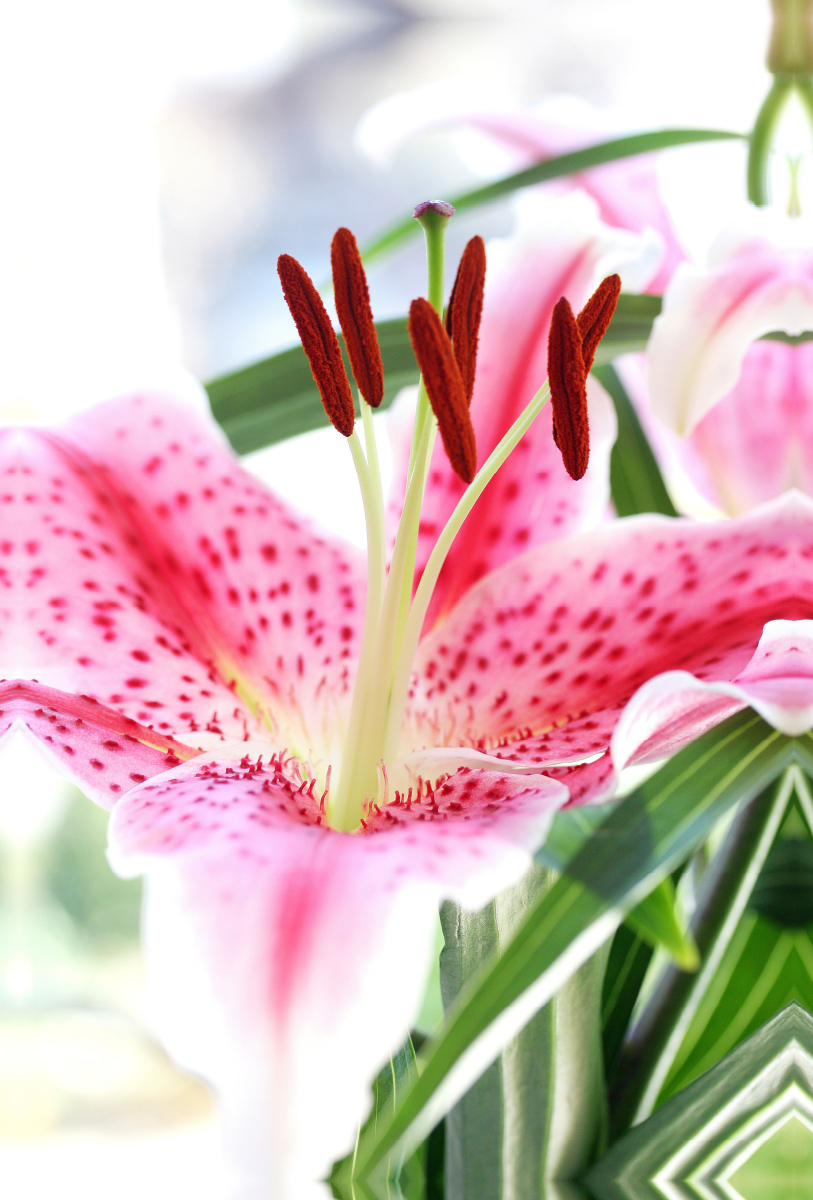 Lilienblüte in feurigem Pink-Rot