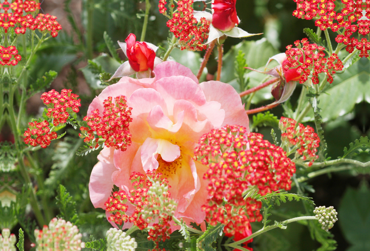 Rosa Rose mit roter Schafgarbe