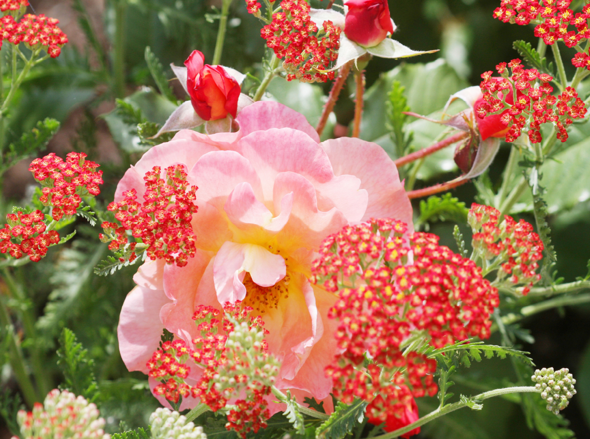 Rosa Rose mit roter Schafgarbe