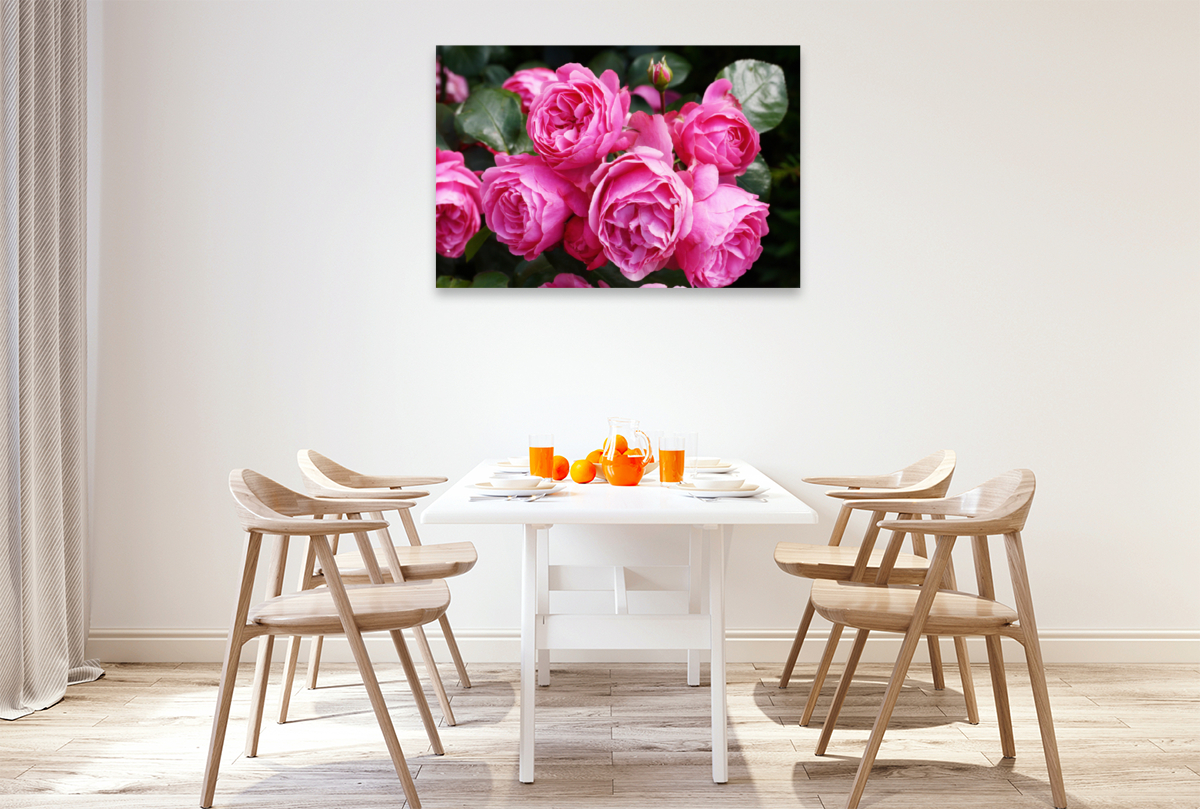 Rose Leonardo da Vinci in sattem Pink