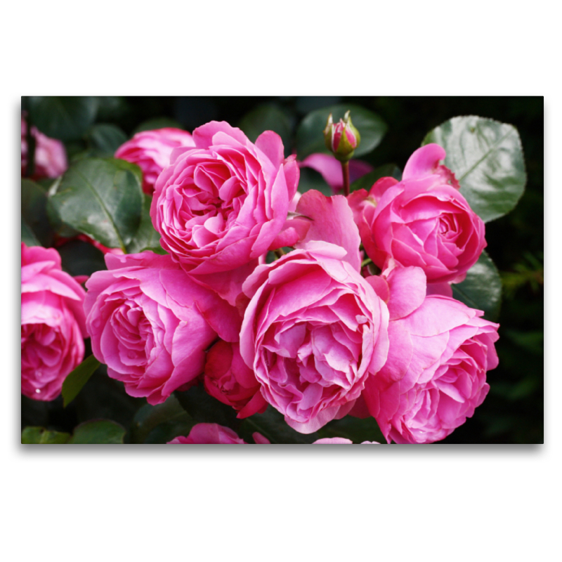 Rose Leonardo da Vinci in sattem Pink