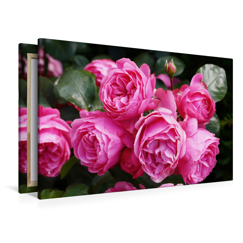 Rose Leonardo da Vinci in sattem Pink