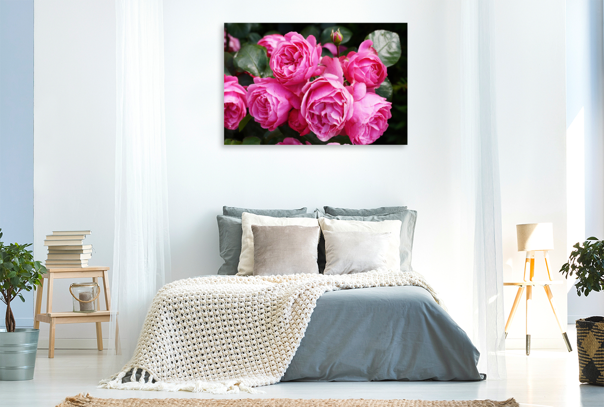 Rose Leonardo da Vinci in sattem Pink