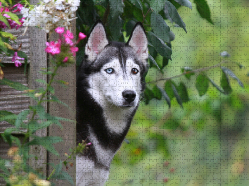 Siberian Husky