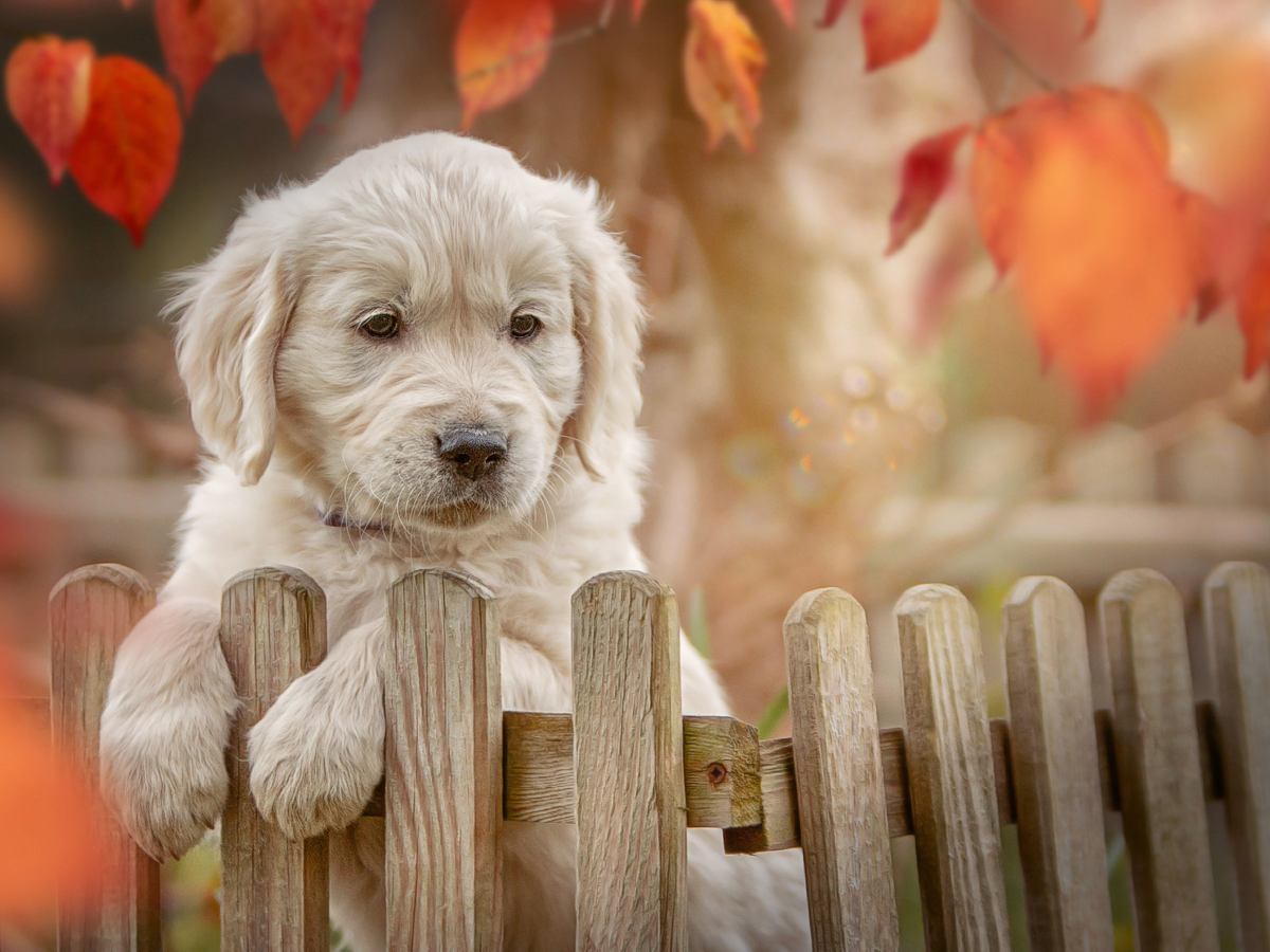 Ein Motiv aus dem Kalender Golden Retriever - Sweet Puppy von Martina Wrede