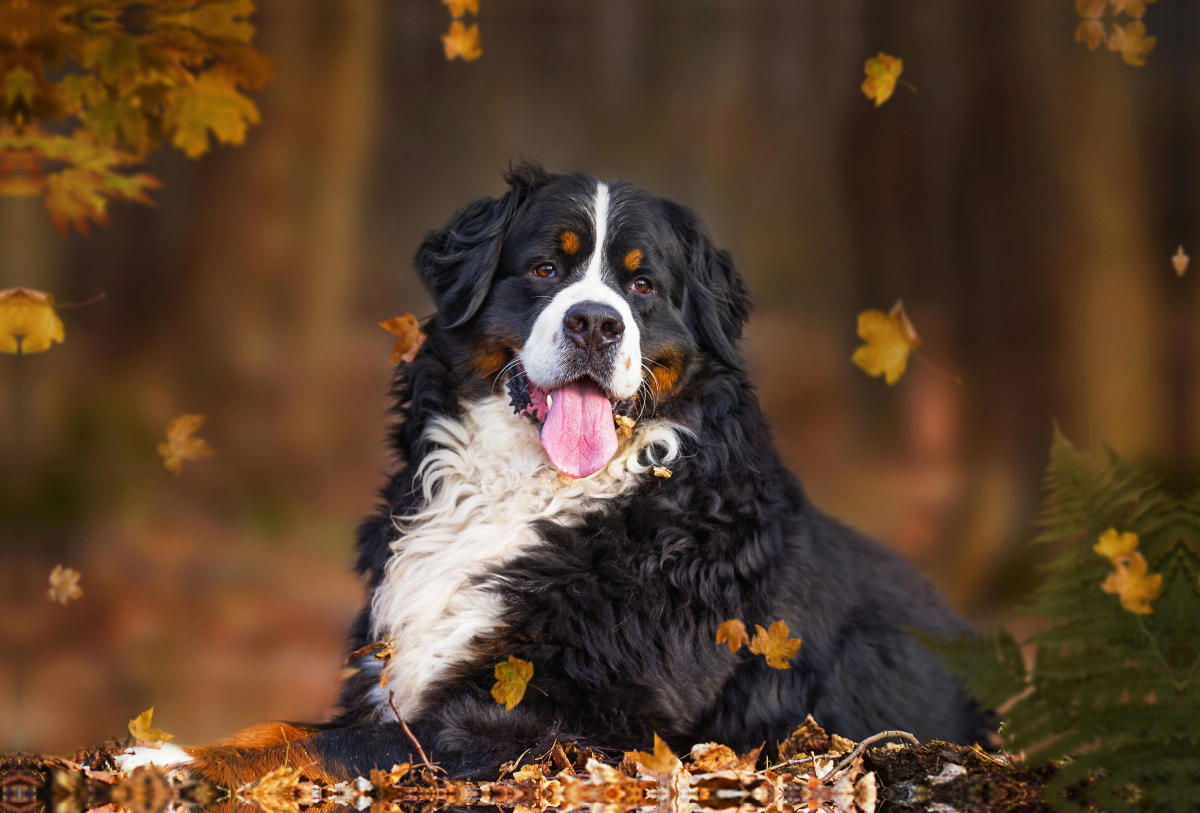 Rüde im Herbstwald