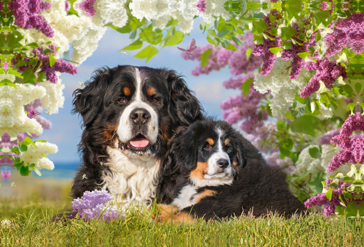 Ein Motiv aus dem Kalender Berner Sennenhunde - Träumereien